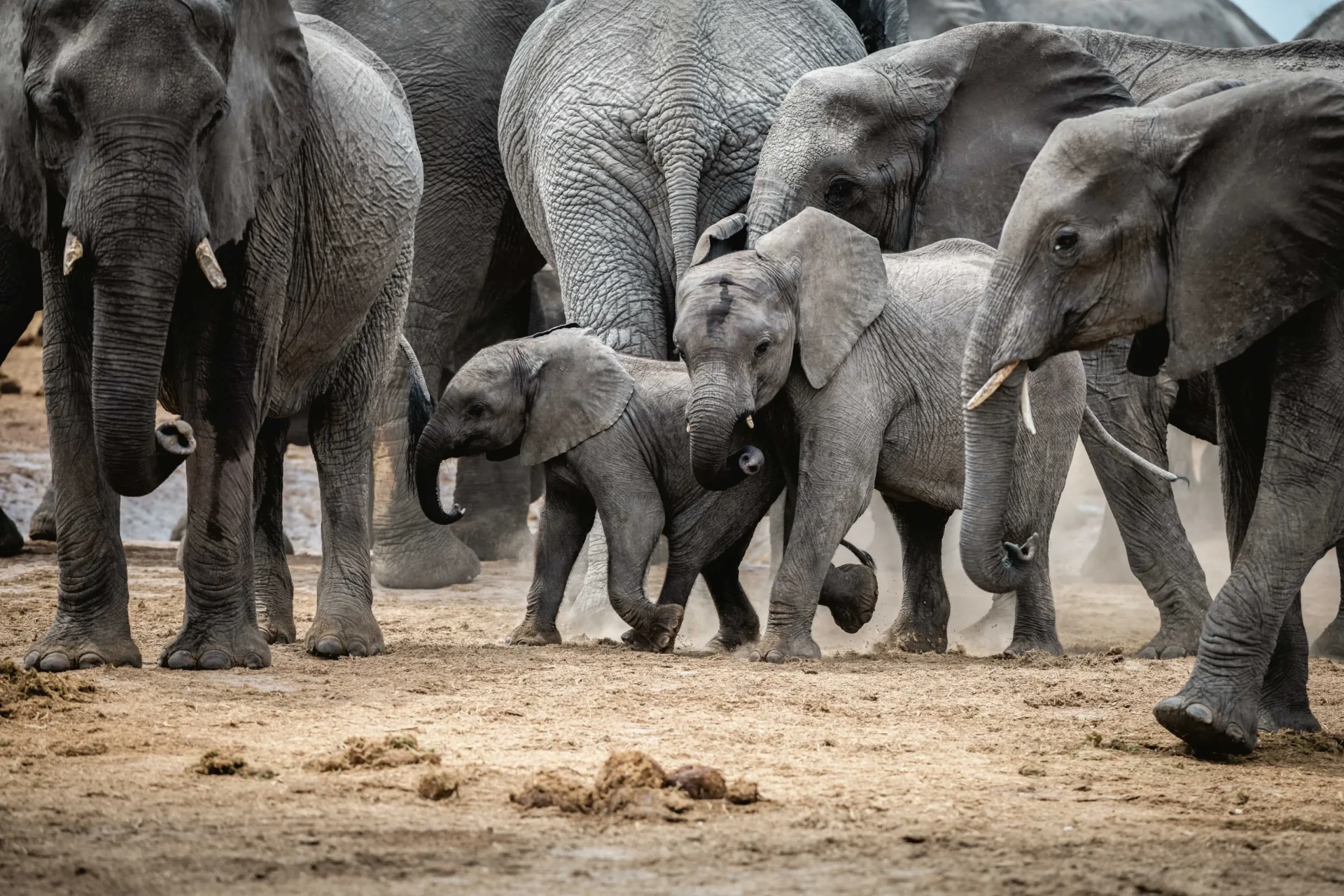 Elephant herd walking through the dust