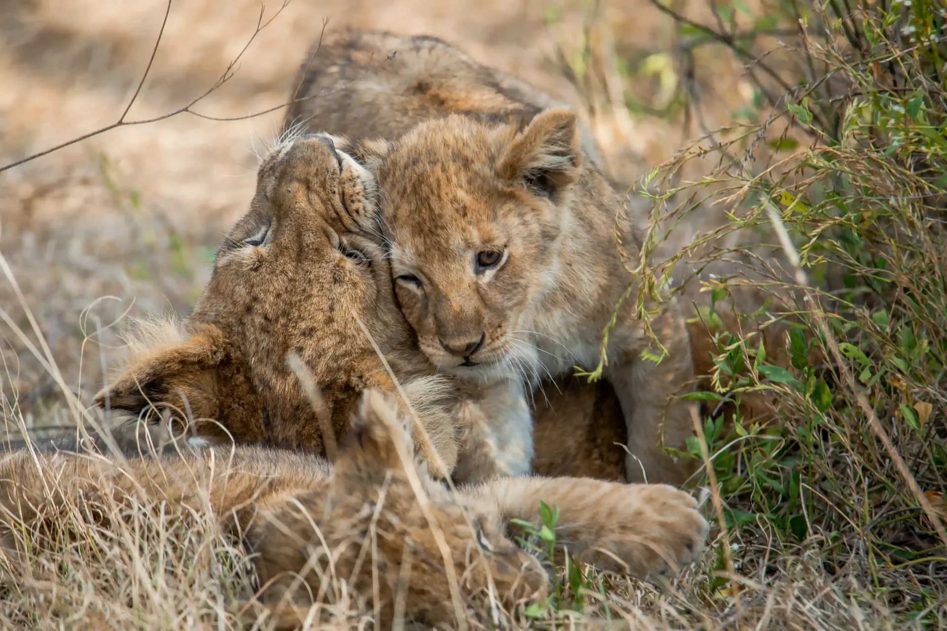 Family Safari in the Northern Circuit
